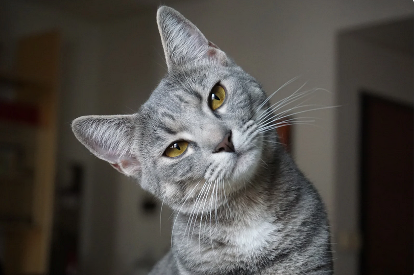 Gato-03