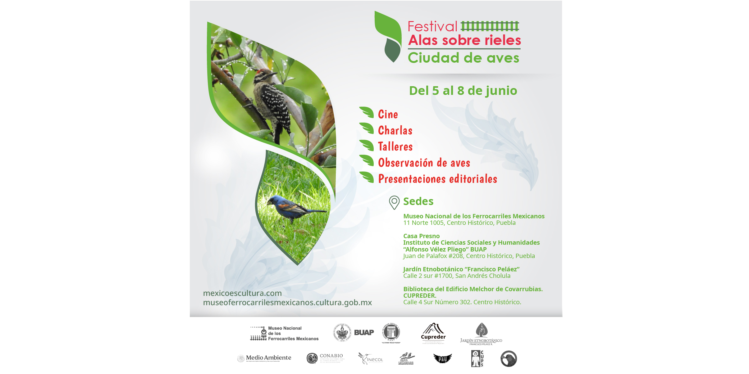 El Festival Alas Sobre Rieles invita a descubrir una ciudad de aves foto