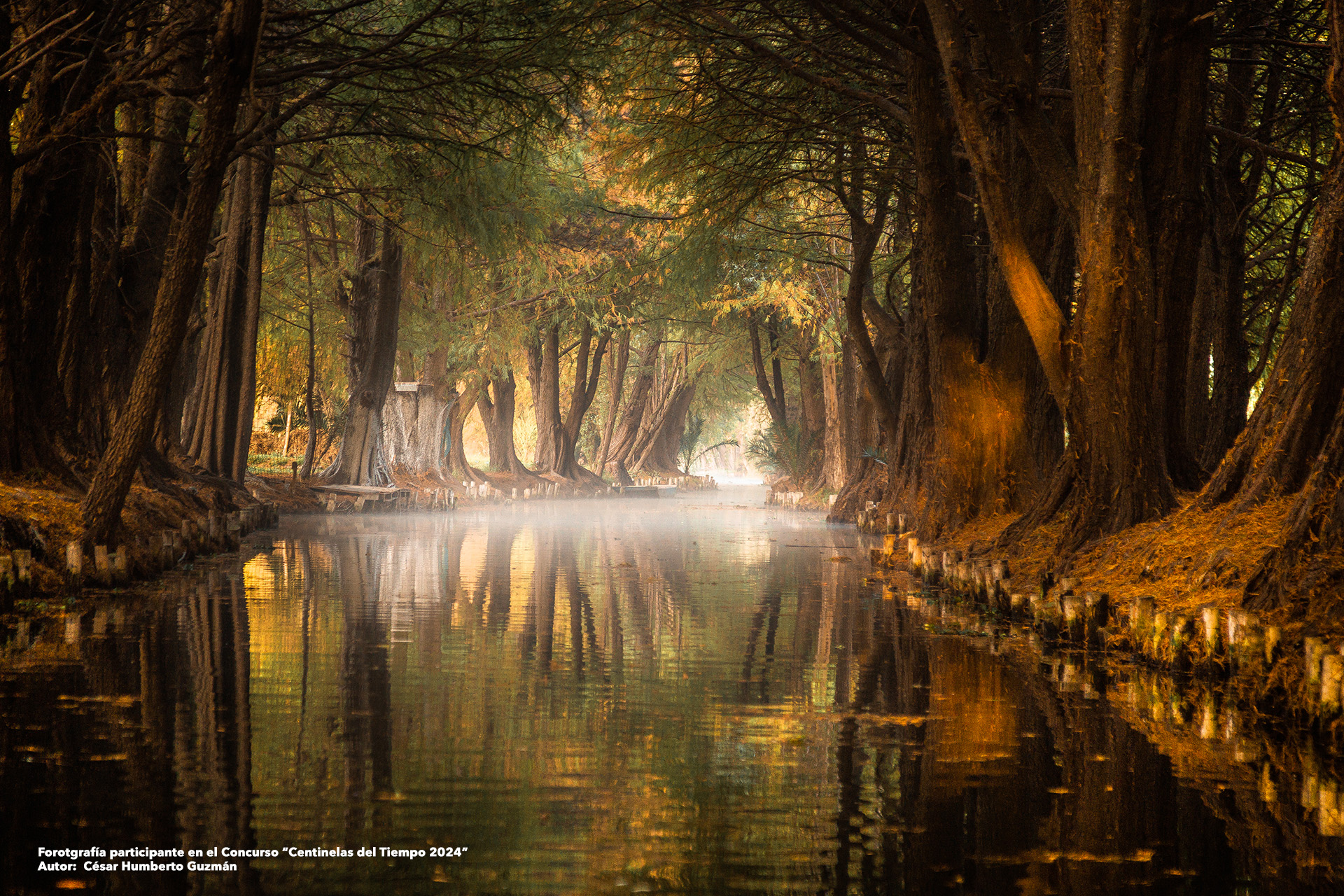 10927_centinelas-del-tiempo-ecosistemas-forestales_cesarHumbertoGuzmanVazquez_3710_2024-08-28_original