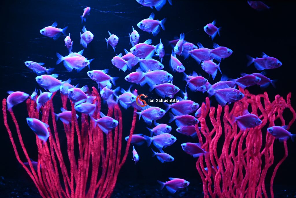 Acuario Michin