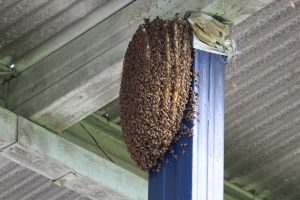 colmenas-abejas