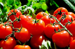 jitomate-tomate