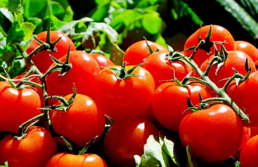jitomate-tomate