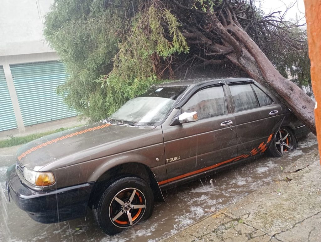 árbol cae en auto