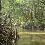 Manglares de Veracruz con graves amenazas por crecimiento poblacional