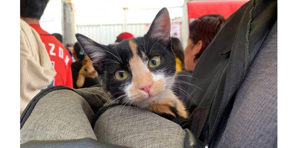 Gato