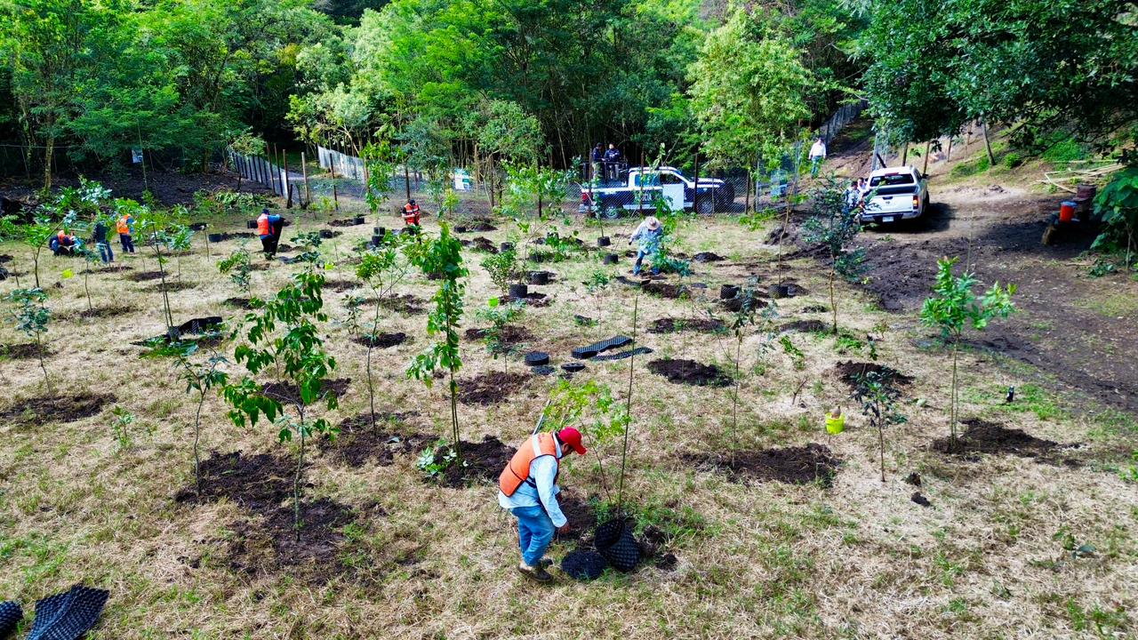 Encabeza Alberto Islas Jornada de Reforestación y Arborización en El Vallecito reforestación