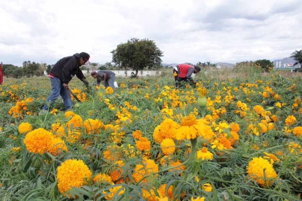 cempasúchil