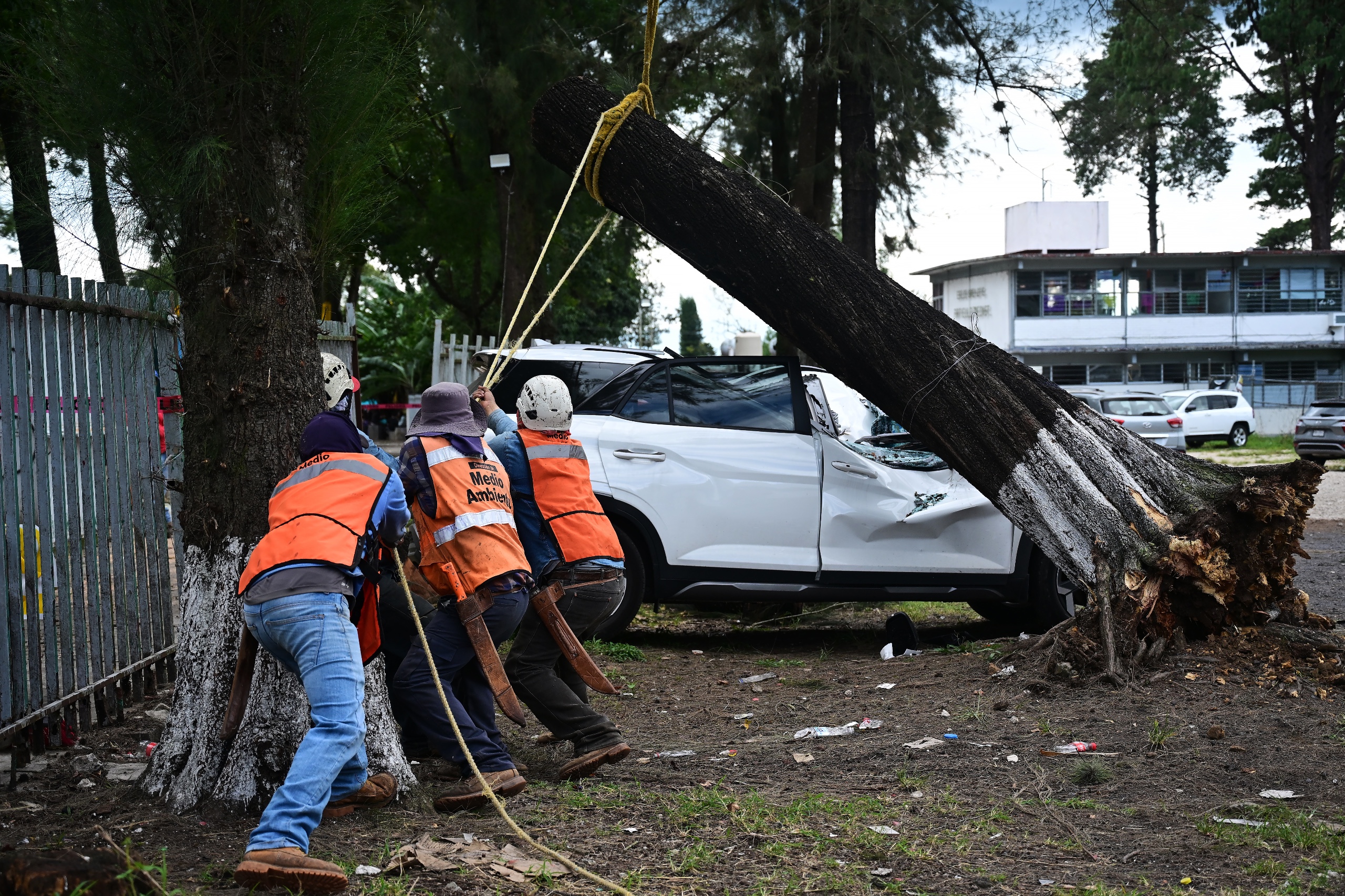 Por Frente Frío, activa Ayuntamiento Sistema Municipal de Protección Civil caída de árboles