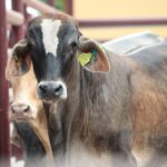 SADER y SEDARPA inauguran Punto de Verificación ganadera