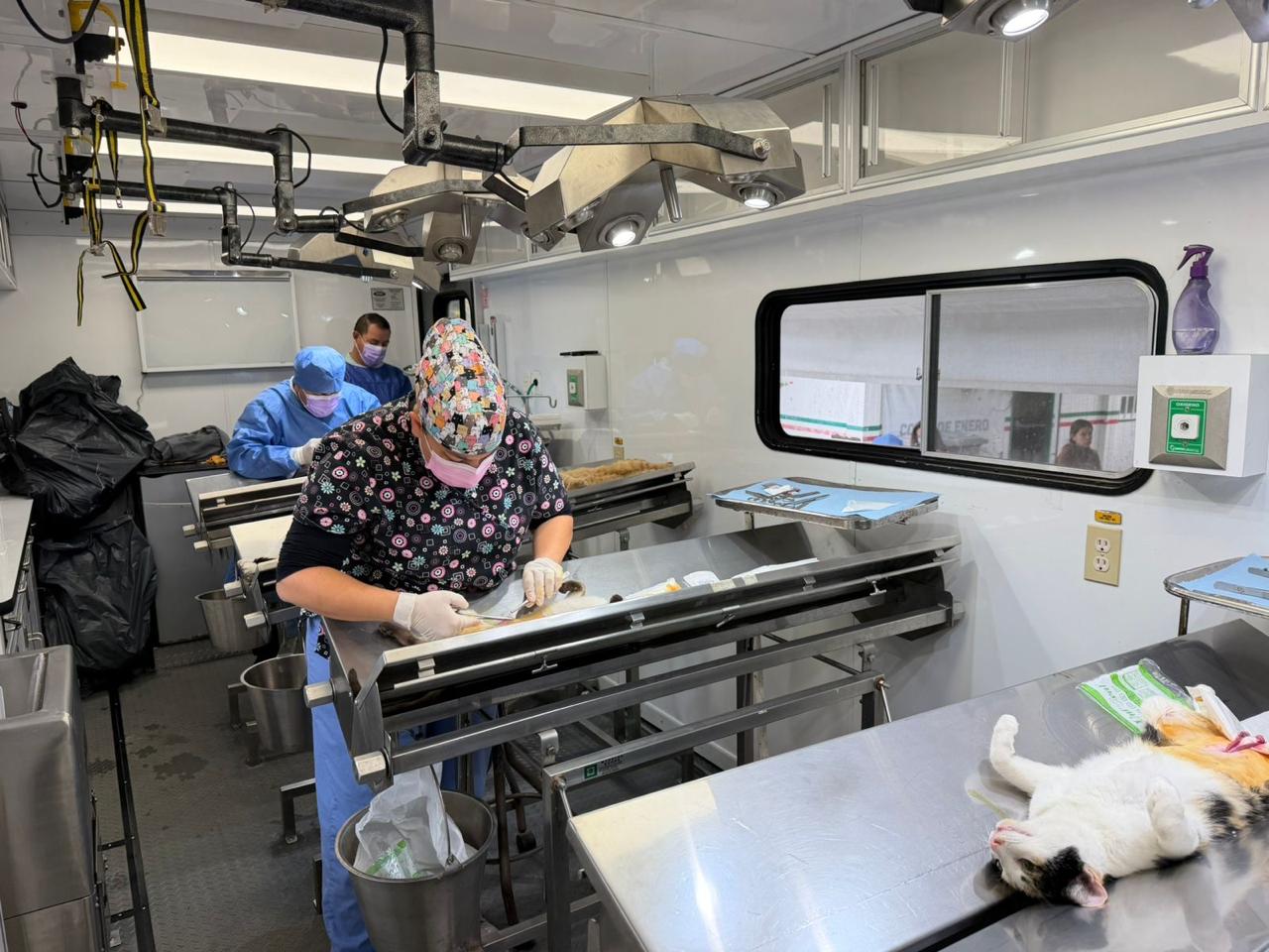 Por el bienestar animal, Ayuntamiento reactiva quirófano móvil para esterilizaciones quirófano móvil