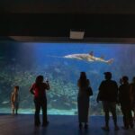 Por Carnaval, tendrá Aquarium horario especial del 14 al 17 de febrero