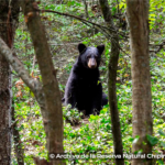 Grupo Bimbo y la SEMARNAT firman convenio para fortalecer la conservación del oso negro mexicano