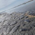 SEDARPA señala a la Federación por contaminación con chapopote en playas del sur de Veracruz