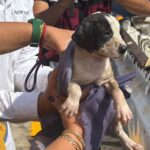 Rescatan a cachorro atrapado en lirio del Arroyo Moreno