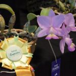 Invita SECVER al Festival Internacional de la Orquídea 2026 en Coatepec
