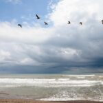 Playas de Alvarado en buen estado; llaman a evitar desinformación