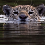 Jaguar a punto de extinguirse de tierras veracruzanas, sólo se le observa en Uxpanapa