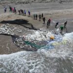 Pescadores de Alvarado realizan captura masiva de jurel y descartan afectaciones