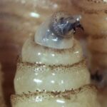 Refuerzan medidas sanitarias ante riesgo de gusano barrenador