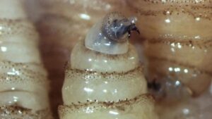 WhatsApp Image 2026-04-20 at 8.57.53 AM