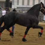 Congreso del Caballo proyecta la riqueza productiva de Veracruz: Rocío Nahle