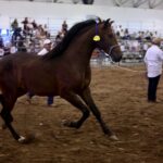 Veracruz reúne a expertos y tradición en el cierre del Congreso Nacional del Caballo