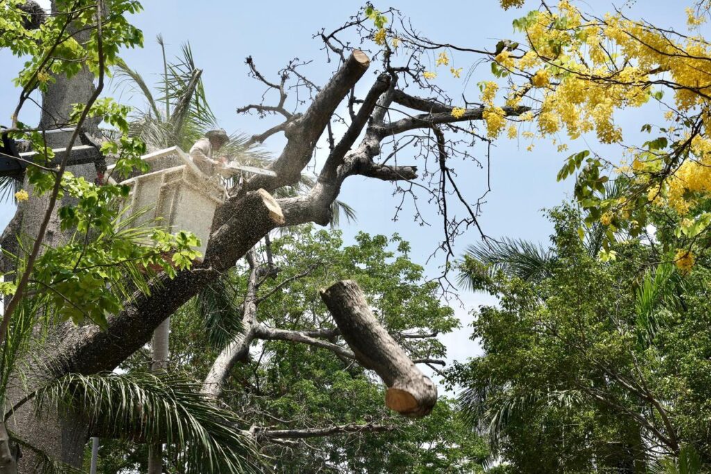 retiro de árbol