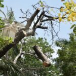 Ayuntamiento de Veracruz previene colapso biológico en Alameda de Díaz Mirón