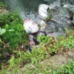 Persistente contaminación exhibe omisión de autoridades en la Aguillón Guzmán