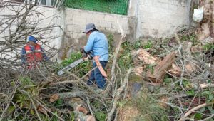 corte de árboles por lluvia