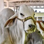 Apoyo en compra de sementales, inseminación y mayor producción lechera para Veracruz