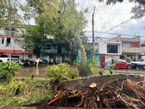 Caída de árbol