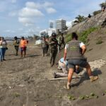 Resguardan 96 huevos de tortuga Lora en playa de Boca del Río