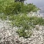 Redes sociales explotan contra PROFEPA por exonerara a alcoholera de multa millonaria por mortandas de peces