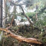 Supervisa Daniela Griego atención a personas afectadas por lluvias, se evalúan los daños afectaciones lluvias-caída árboles