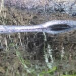 Arroyo Florido sigue entre derrames, contaminación y promesas incumplidas de Pemex
