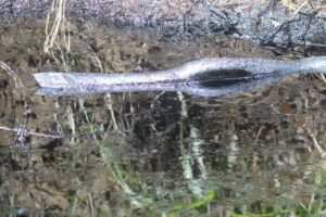 contaminación Pemex