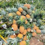 Piñeros de Tlalixcoyan piden ayuda urgente; toneladas de fruta corren el riesgo de perderse