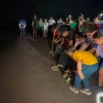 Voluntarios rescatan 257 cangrejos azules en Alvarado durante el inicio de la temporada reproductiva