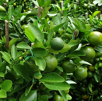 limon