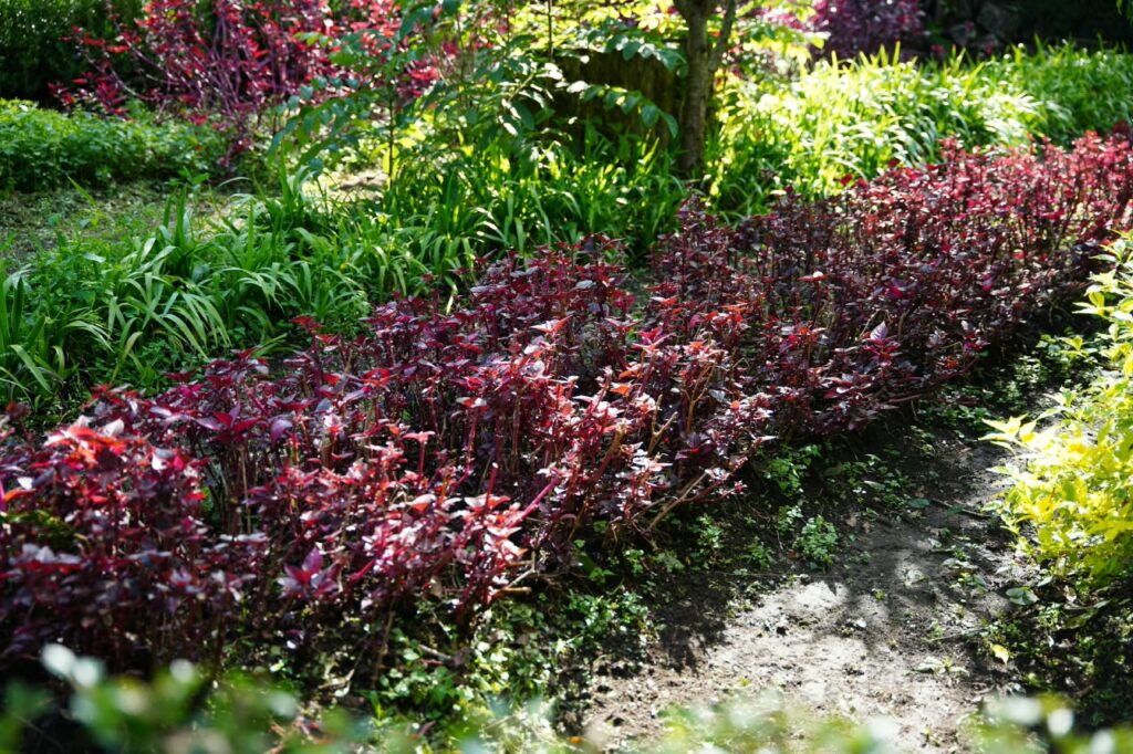 plantas ornamentales-vívero
