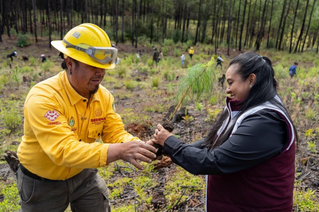 jornada de reforestación