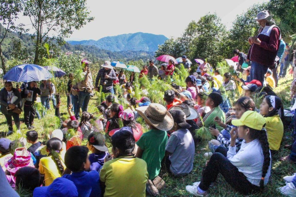 reforestación