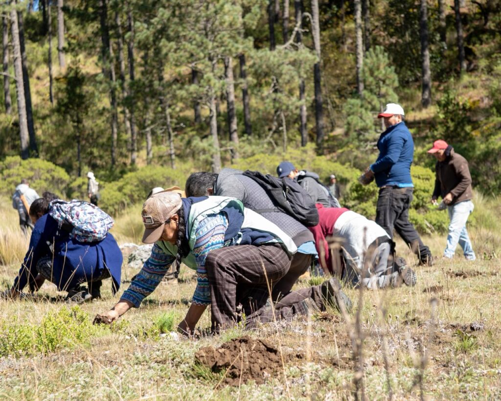 reforestación
