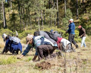 reforestación